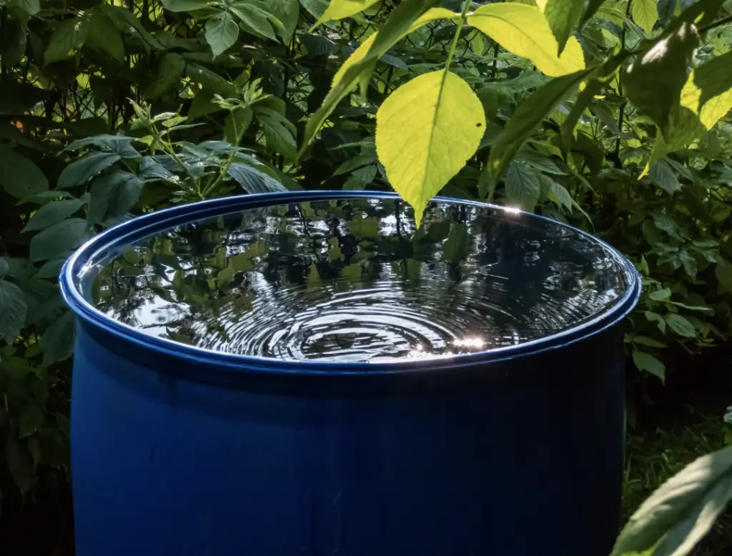 Une réservoir pour récupérer l'eau de pluie entouré de végétation