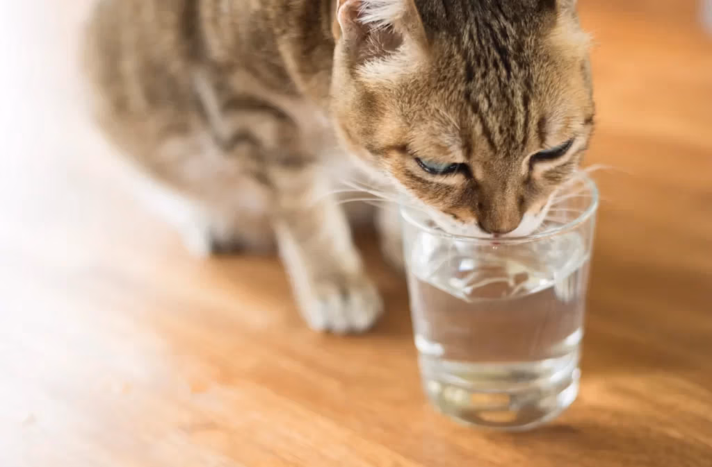 chat eau, qualité eau animaux, eau dure animaux, santé animaux eau, chats hydratation, cat water, pet water quality, hard water pets, pet health water, cat hydration,