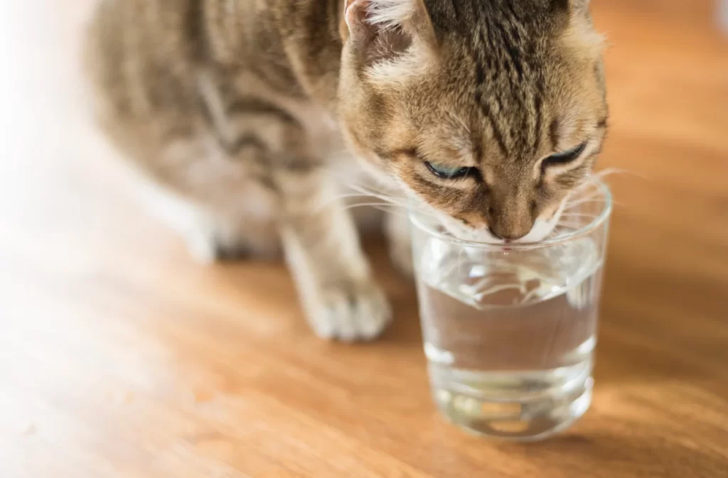 chat eau, qualité eau animaux, eau dure animaux, santé animaux eau, chats hydratation,
