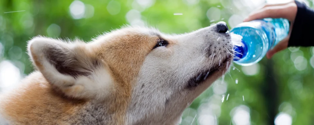 Signs of untreated lake water requiring attention: