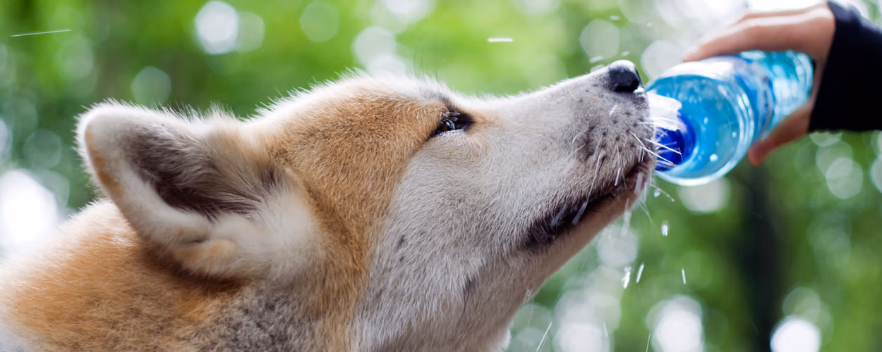 dog drinking water, pet hydration, fresh water, chien buvant de l'eau, hydratation des animaux, eau fraîche,
