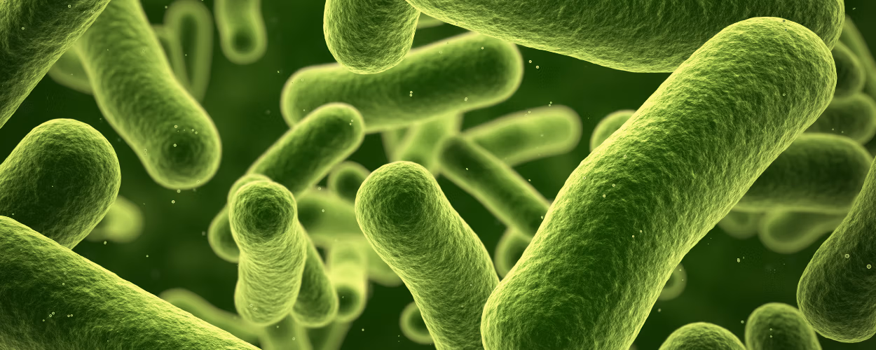 bacteria under microscope, microbiology, health risks, bactéries au microscope, microbiologie, risques pour la santé.